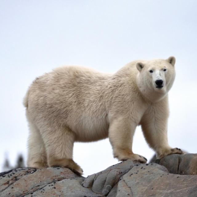 Bears Den Guest House Churchill Bagian luar foto