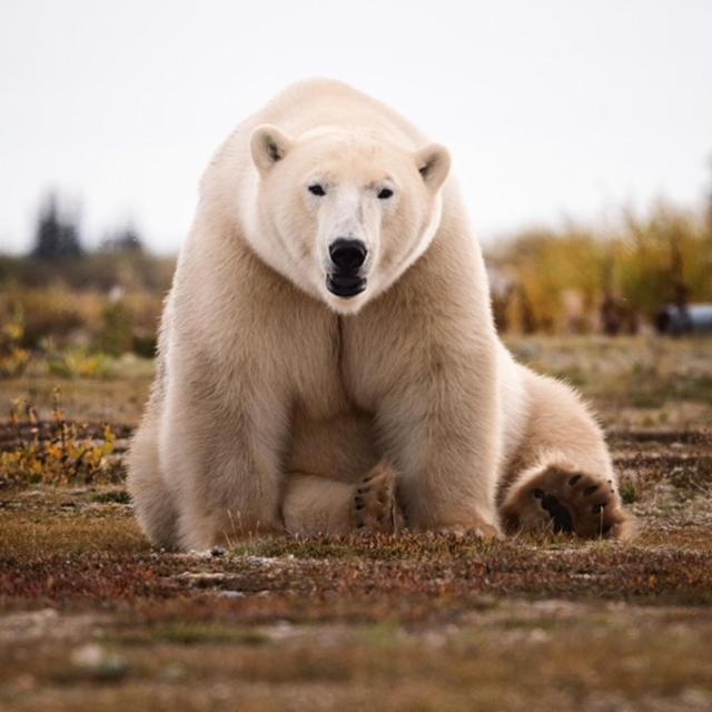 Bears Den Guest House Churchill Bagian luar foto