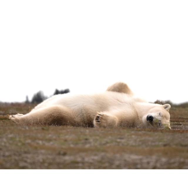 Bears Den Guest House Churchill Bagian luar foto